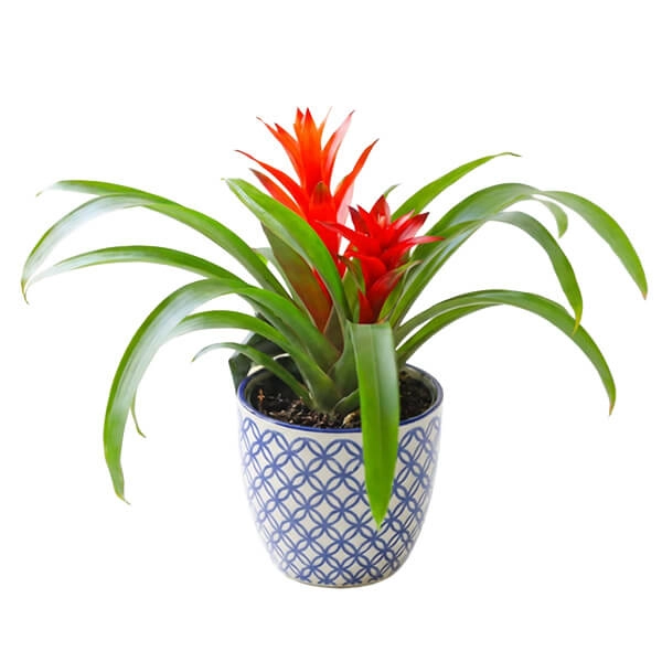 7. Bromeliad